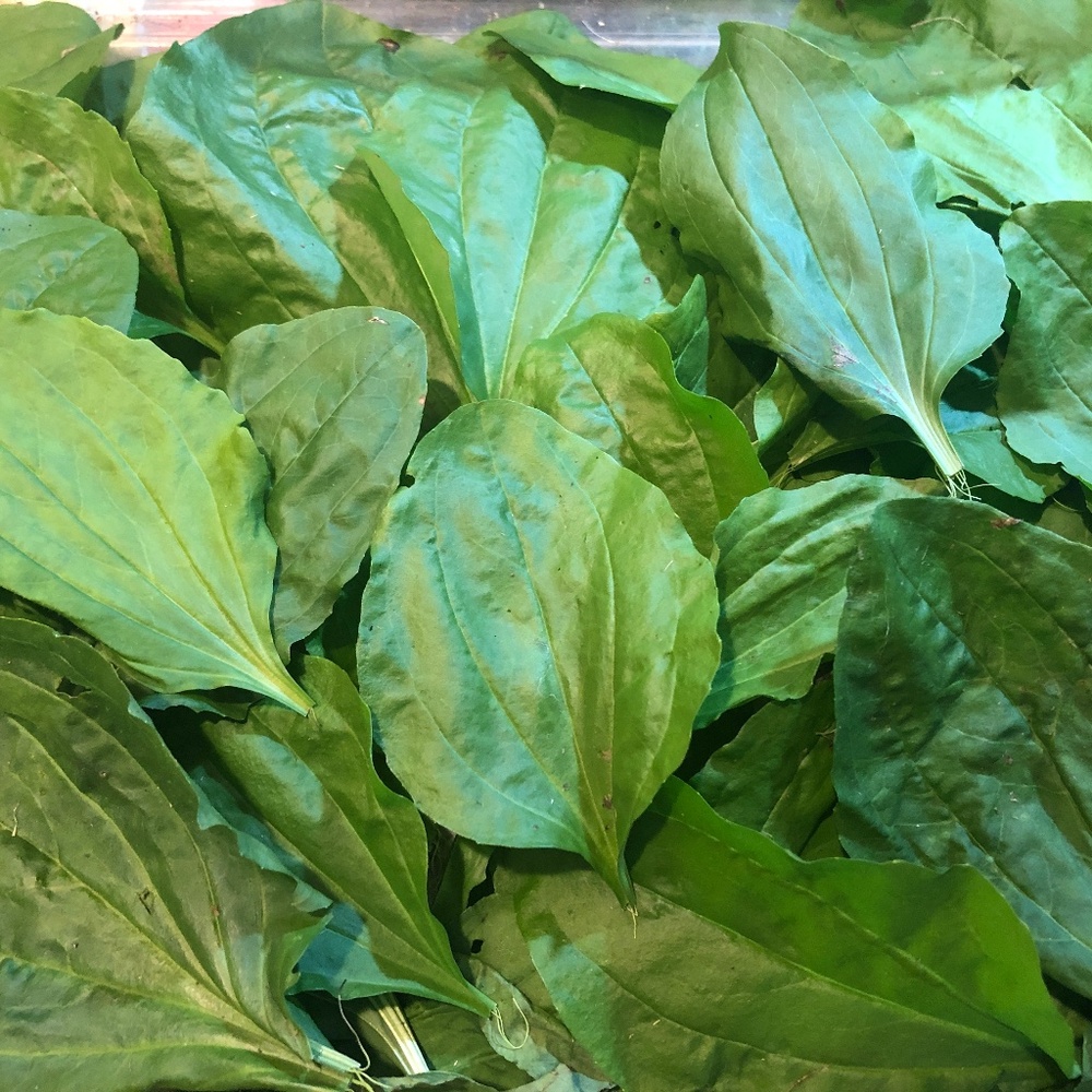 FRESH PICKED to ORDER~ Broadleaf Plantain Leaves~ Medicinal/Wild Greens